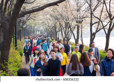 Seoul, South Korea:  People Enjoying Cherry Blossom In Spring  At Seokchon Lake Park On April, 2016.