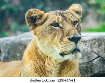 Seoul, South Korea - September, 2022: A Female Lion Makes Solemn Face.