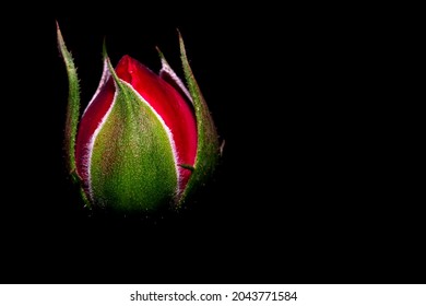 Sepals rose, Bud rose, isolated on black background, macro - Shutterstock ID 2043771584