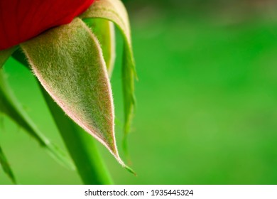 Sepals rose,among green leaves blur background, selective  focus point on sepals flower and blur around,macro rose - Shutterstock ID 1935445324