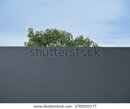Separating the wall and sky background with leaves. Separating the gray and blue sky. Two-background photo creation.