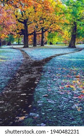 Separation of the dark autumn footpath in the park. Autumn landscape