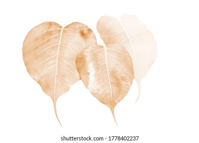 Sepia color image of the leaves of the Bodhi tree, which is a symbol of Buddhism.