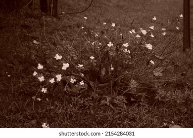 Sepia flowers in the wet grass.                      - Shutterstock ID 2154284031