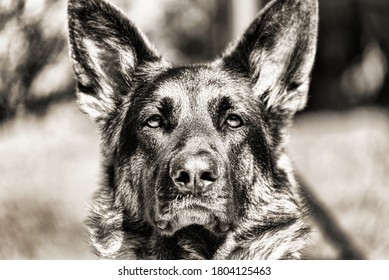 Sepia image of a German Shepherd dog