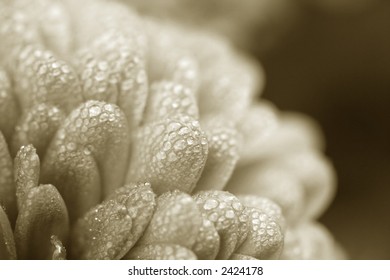 Sepia Mum Macro