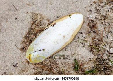 
Sepia Officinalis On The Beach