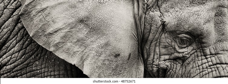 sepia Panoramic close up of Elephant's eye
