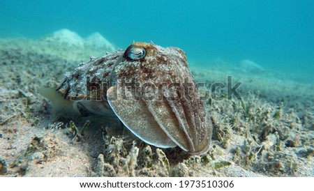 Sepia pharaonis. Mollusks, type of Mollusk. Head-footed mollusks. Cuttlefish squad. Pharaoh cuttlefish.
