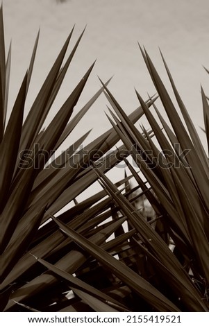 Image, Stock Photo natural phalanx Cactus