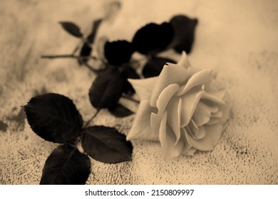 Sepia Rose On Textured Background. Selective Focus. Romantic Concept.