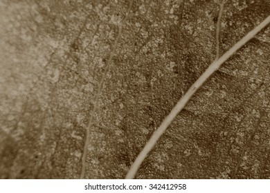 sepia tone blurry macro background of dry leaf, focus on center of the image, close-up to leaf vein.
