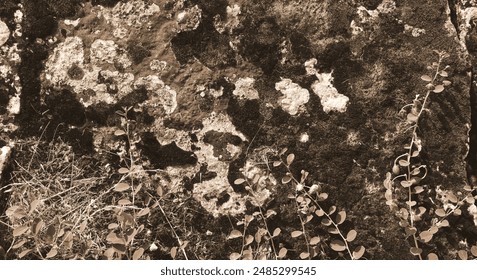 Sepia Tone Lichen Texture Rocky Surface Nature View - Powered by Shutterstock