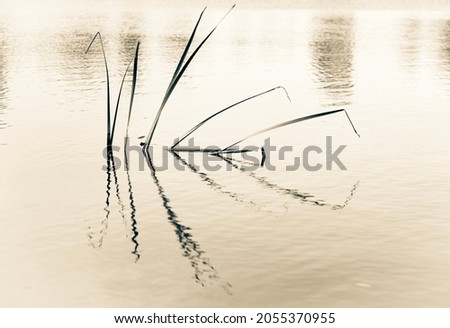 Similar – Brandenburg Nature Water