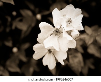 Sepia Toned Background Made Up Of Wild Roses