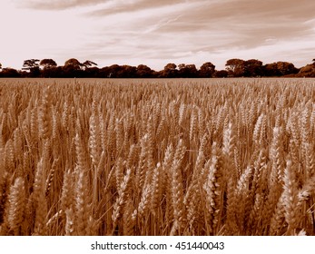 Sepia wheat fields