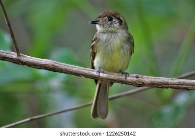 Sepia-capped Flycatcher, Little Brazilian Bird, Perched In A Rainforest, In Cerrado Biome, In The State Of Tocantins Brazil