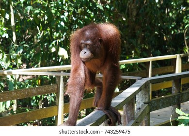 Sepilok Orangutan 