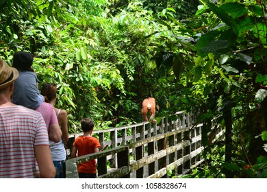 SEPILOK ORANGUTAN CENTRE, MALAYSIA - MAR 26TH, 2018: Unidentified tourists looking at an orangutan at the Sepilok Orangutan Rehabilitation Centre, in Borneo island, Malaysia, on Mar 26th, 2018