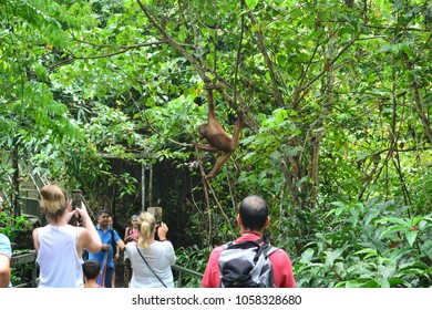 SEPILOK ORANGUTAN CENTRE, MALAYSIA - MAR 26TH, 2018: Unidentified tourists looking at an orangutan at the Sepilok Orangutan Rehabilitation Centre, in Borneo island, Malaysia, on Mar 26th, 2018