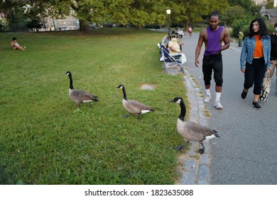 Sept 28, 2020 Canada geese at Harlem Meer, Central Park North, Manhattan, New York City, USA.