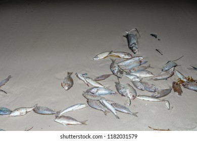 September 15 2018 Dead Fish From Red Tide On Panama City Beach, Florida