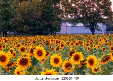 September 16th 2022 - Yellow Springs Ohio - United States.  A Sunflower Farm Blooms During Sunset In Yellow Springs Ohio. 