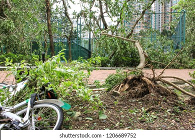 September 19, 2018, After The Typhoon Mangkhut In Hong Kong, Big Tree Collapse, Bicycles Fall Down And Tree Uprooting By Strong Wind