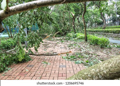 September 19, 2018, After The Typhoon Mangkhut In Hong Kong, Big Tree Collapse And Full Of Fracture Branch Tree On The Ground By Strong Wind