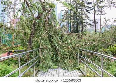 September 19, 2018, After The Typhoon Mangkhut In Hong Kong, Big Tree Collapse And Full Of Fracture Branch Tree In The Park By Strong Wind