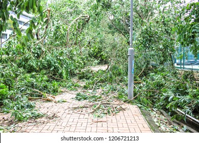 September 19, 2018, After The Typhoon Mangkhut In Hong Kong, Big Tree Collapse And Full Of Fracture Branch Tree On The Ground By Strong Wind