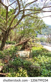 September 19, 2018, After The Typhoon Mangkhut In Hong Kong, Big Tree Collapse, Full Of Fracture Branch Tree On Tha Cycling Road By Strong Wind