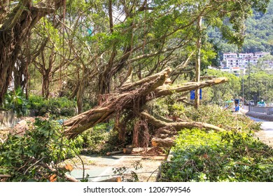 September 19, 2018, After The Typhoon Mangkhut In Hong Kong, Big Tree Collapse, Full Of Fracture Branch Tree On Tha Cycling Road By Strong Wind