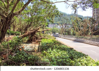 September 19, 2018, After The Typhoon Mangkhut In Hong Kong, Big Tree Collapse, Full Of Fracture Branch Tree On Tha Cycling Road By Strong Wind