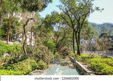 September 19, 2018, After The Typhoon Mangkhut In Hong Kong, Big Tree Collapse, Full Of Fracture Branch Tree On Tha Cycling Road By Strong Wind