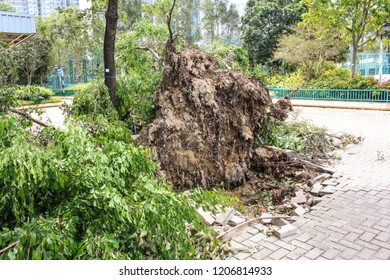 September 19, 2018, After The Typhoon Mangkhut In Hong Kong, Big Tree Collapse On The Garden By Strong Wind, Nearby Garden And Court