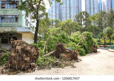 September 19, 2018, After The Typhoon Mangkhut In Hong Kong, Big Tree Collapse On The Garden By Strong Wind, Nearby Garden And Public Housing