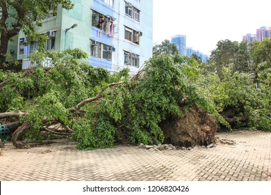 September 19, 2018, After The Typhoon Mangkhut In Hong Kong, Big Tree Collapse On The Garden By Strong Wind In Front Of The Public Housing