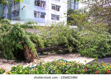 September 19, 2018, After The Typhoon Mangkhut In Hong Kong, Big Tree Collapse On The Garden By Strong Wind, Nearby Garden And Public Housing