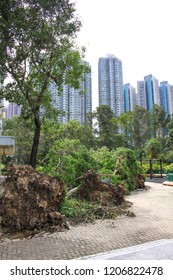 September 19, 2018, After The Typhoon Mangkhut In Hong Kong, Big Tree Collapse On The Garden By Strong Wind, Nearby Garden And Public Housing