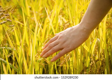 

September 26. 2019. Republic Of Korea.
Autumn And Rice