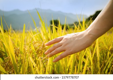 September 26. 2019. Republic Of Korea.
Autumn And Rice