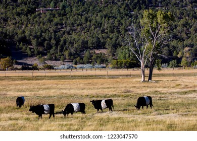 Imagenes Fotos De Stock Y Vectores Sobre Colorado Cattle