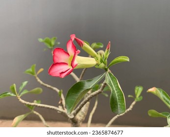 In September the flowers bloom beautifully - Shutterstock ID 2365874677