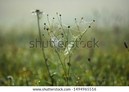 Similar – Close-up of a summer meadow against the light at sunset