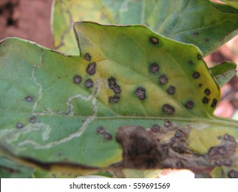 Septoria Leaf Spot On Tomato