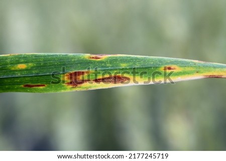Septoria leaf spot (Phaeospaeria nodorum) lesion on wheat leaf.