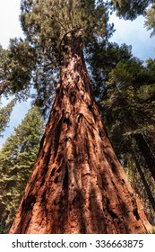 Seqouia Giant Tree