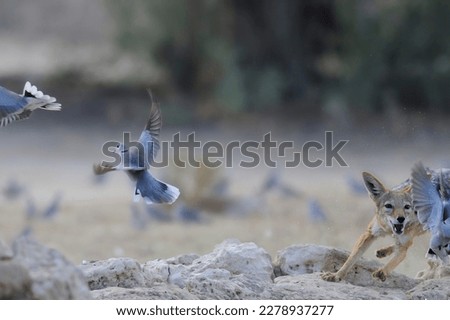SEQUENCE OF BLACKBACKED JACKAL (Canis mesomelas) hunting doves at a waterhole, kalahari, south africa