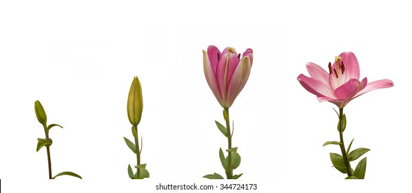 The Sequence Of Blooming Flower Pink Lily Oriental Hybrids On A White Background Isolated